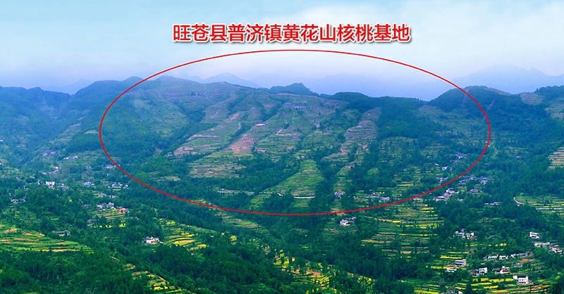 旺苍县新程农林科技发展有限公司