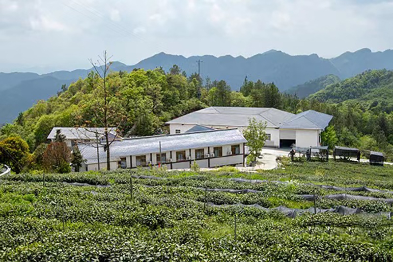 旺苍县高阳碧峰茶业有限公司