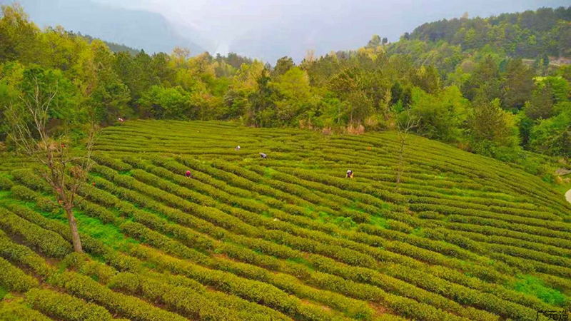 旺苍县金源农业有限公司